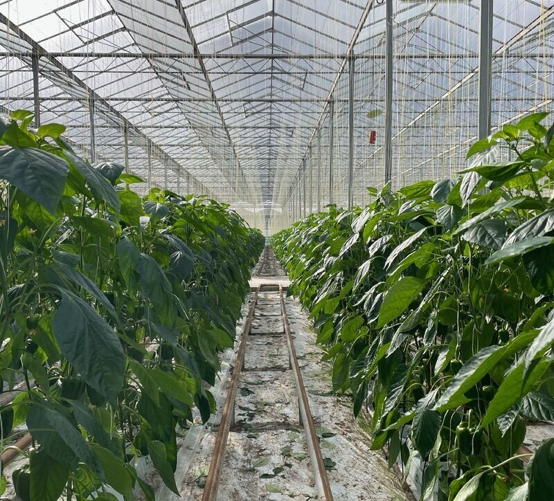 NH PAPRIKA 2